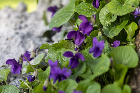花园里新开的紫罗兰植物