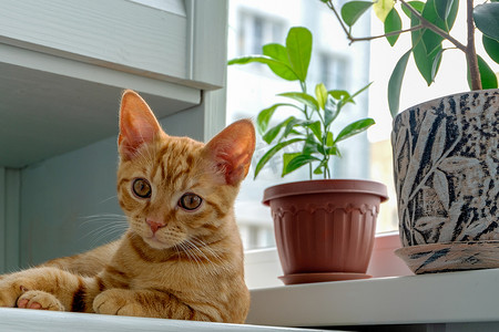 一只姜黄色的小猫躺在窗台上，旁边是花盆里的植物