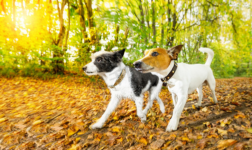 狗在秋天奔跑或行走