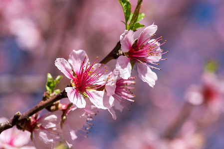 美丽的复古樱花树花的特写镜头。