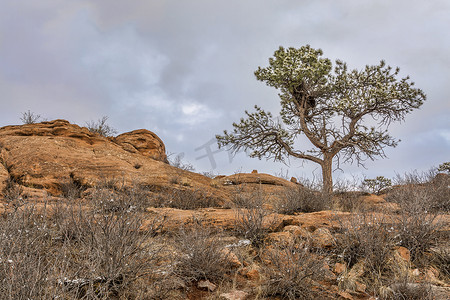 鹊摄影照片_砂岩悬崖上的松树