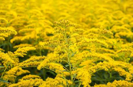 Solidago gigantea 或一枝黄花开花植物。
