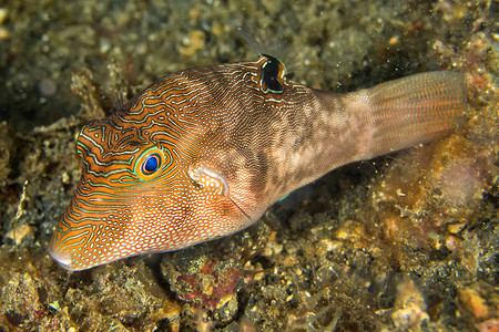 扁平珊瑚摄影照片_细斑河豚，蓝碧，北苏拉威西，印度尼西亚