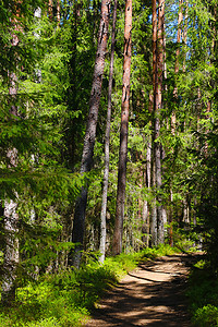 春日绿色摄影照片_美丽的年轻绿色森林，在阳光明媚的春日里有一条小径可供散步。