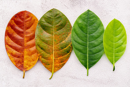 不同年龄的叶子和颜色设置在白色混凝土背景上。