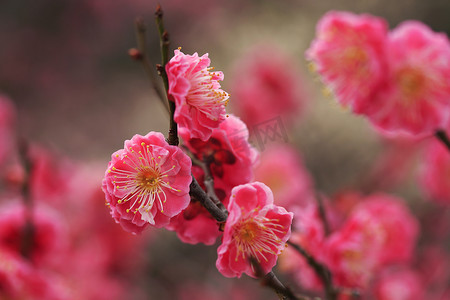 梅花黄色花摄影照片_美丽的梅花在春天绽放