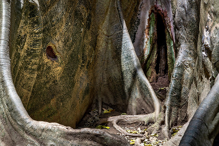 泰国乌泰他尼省 Ban Sanam 最大和最高的巨树图像的详细信息，选择性聚焦。