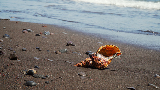 沙滩上的大贝壳