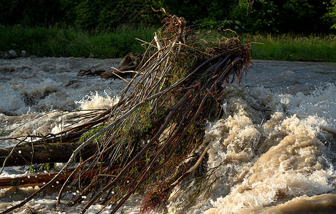 小树河流摄影照片_太阳照在河流中迅速流动的肮脏洪水上，带走了一些有根的小树