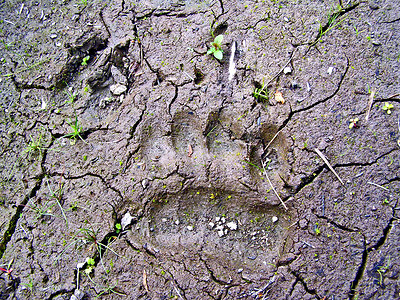 在旱地上追踪小熊和野猪