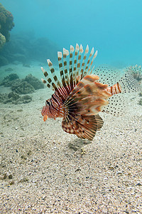 热带海底的蓑鱼-水下