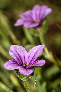 x展架易拉宝摄影照片_西班牙瓜达拉马山脉国家公园的野花