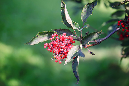 小脸通红摄影照片_Sambucus racemosa、普通红接骨木、花园树枝上的红接骨木浆果。