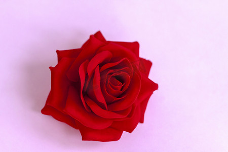粉红色背景上的红玫瑰。