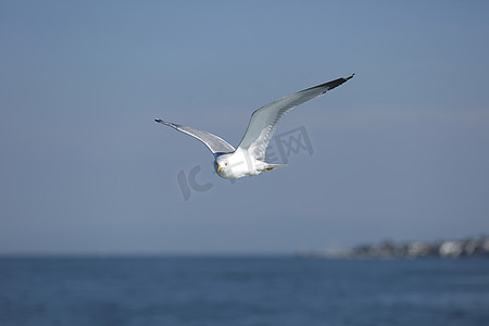 海鸥白色摄影照片_海鸥，白海鸥，飞翔的海鸥