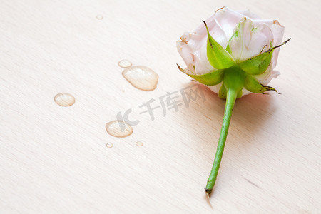 木质背景中的粉色玫瑰和水滴
