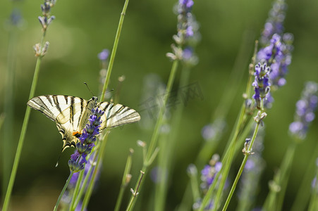 稀缺燕尾 (Iphiclides podalirius) 蝴蝶