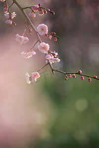 美丽的梅花