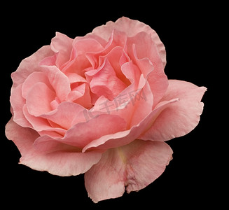黑色上孤立的粉红色玫瑰花