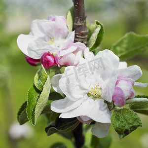 鲜花植物摄影照片_开花的苹果树