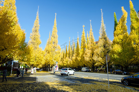 日本东京 — 2013 年 11 月 26 日：人们参观前往明治纪念画廊的银杏树大道
