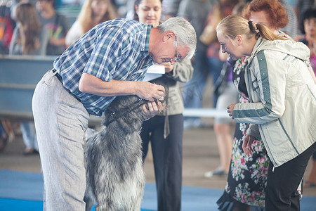 国家幸福日摄影照片_“萨马拉，俄罗斯 - 8 月 26 日：所有俄罗斯国家狗展”