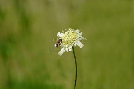 一只蜜蜂在夏天从草地特写的野花中采集花蜜