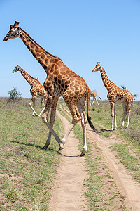 大草原上的长颈鹿群