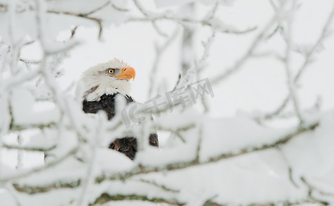 白头鹰在雪枝