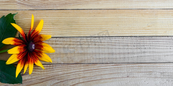 黄金菊摄影照片_美丽的花黄金菊对轻木