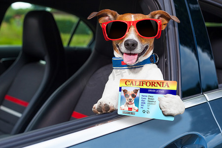 狗驾驶执照