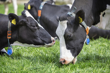 黑色和白色斑点奶牛的头特写在草地上