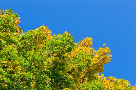 清澈的蓝天背景上朴素的秋季枫树黄色和绿色叶子