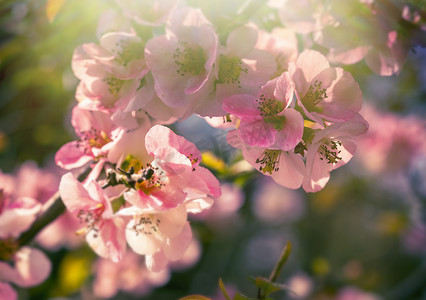 长枝上春花的粉红色花瓣吸引昆虫采集花蜜