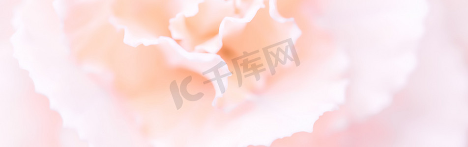 抽象花卉背景，淡粉色康乃馨花。