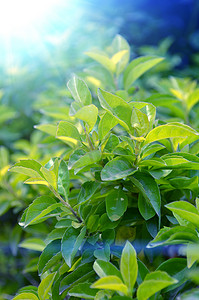 茶叶漂亮摄影照片_有阳光的绿色茶叶