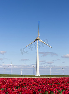 荷兰蓝天下的红色郁金香花田和风力涡轮机