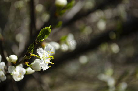 美丽的白苹果或梨花。开花的苹果梨树。户外自然的清新春天背景。春天盛开的花朵的柔焦图像。