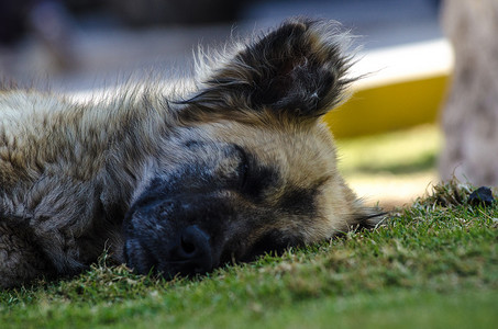 躺在草坪树叶上睡觉的大狗头