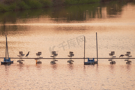 虾场带苍鹭鸟的桨轮或曝气机的日落剪影