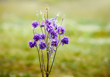 Aquilegia vulgaris 的蓝色花。