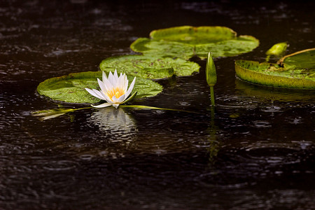 花漂浮摄影照片_睡莲垫和漂浮在池塘里的花。