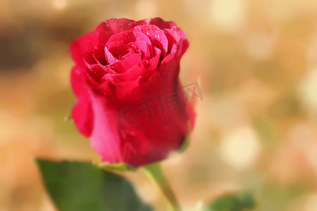 浪漫的粉红玫瑰