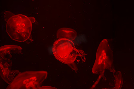 发光的水母摄影照片_黑色背景上的美杜莎。