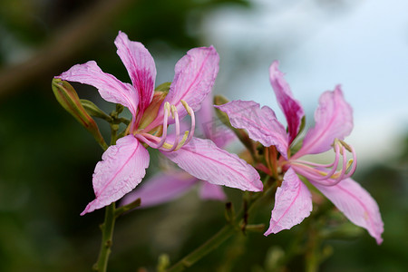 蝴蝶树、兰花树、紫荆花