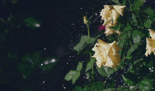 感恩节黄丝带摄影照片_雨中花园里的黄玫瑰，水滴落下