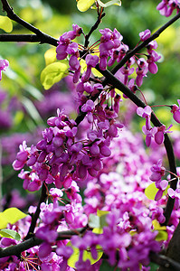 考卡紫色开花的紫荆花植物的特写