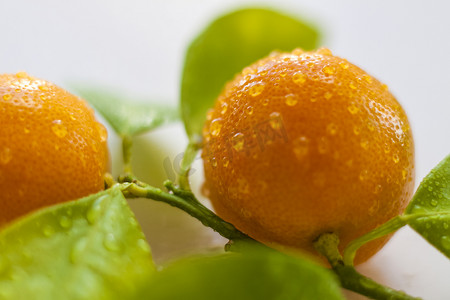 浅色花卉摄影照片_水滴中的天然小橘子的一个分支落在浅色背景上。