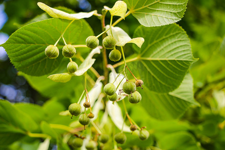 在银杏树 Biloba 树上的特写镜头，自然。