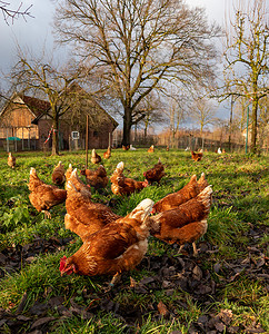 农场鸡摄影照片_德国乡村农场的自由放养有机鸡